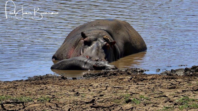 Hippos in Okavango